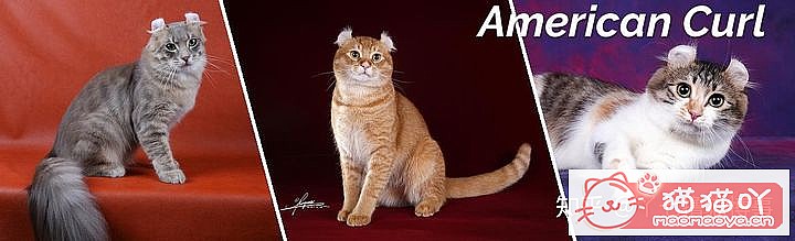 42cfaϵĴèΪԸԭͼ3