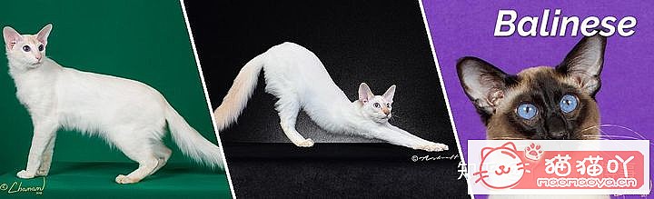 42cfaϵĴèΪԸԭͼ6