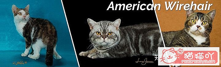 42cfaϵĴèΪԸԭͼ5