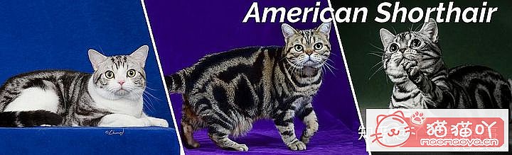 42cfaϵĴèΪԸԭͼ4