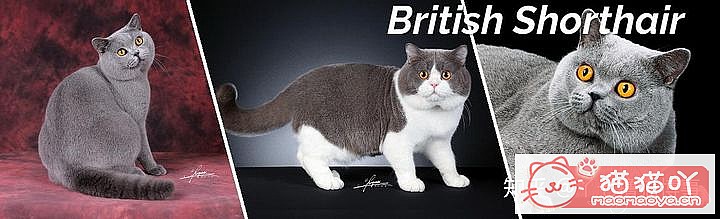 42cfaϵĴèΪԸԭͼ9