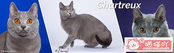 42cfaϵĴèΪԸԭͼ11