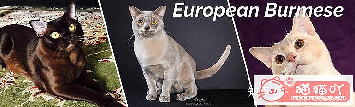 42cfaϵĴèΪԸԭͼ16