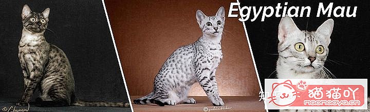 42cfaϵĴèΪԸԭͼ15