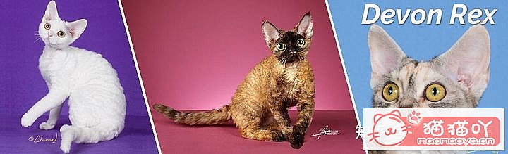 42cfaϵĴèΪԸԭͼ14