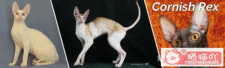 42cfaϵĴèΪԸԭͼ13