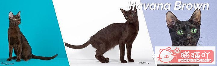 42cfaϵĴèΪԸԭͼ18