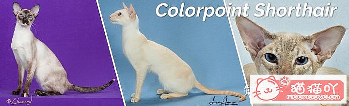 42cfaϵĴèΪԸԭͼ12