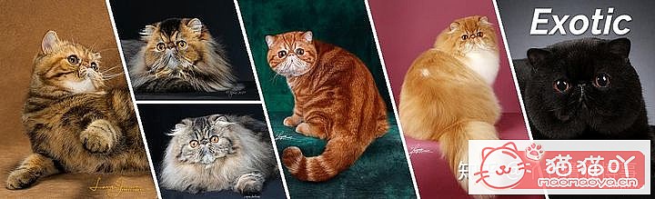 42cfaϵĴèΪԸԭͼ17