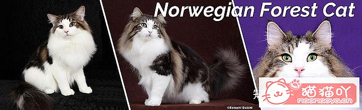 42cfaϵĴèΪԸԭͼ24