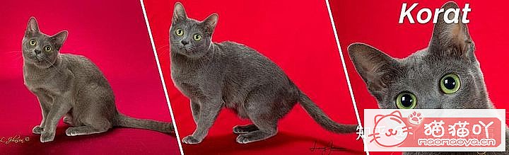 42cfaϵĴèΪԸԭͼ20