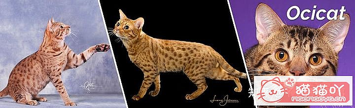 42cfaϵĴèΪԸԭͼ25