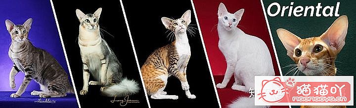 42cfaϵĴèΪԸԭͼ26