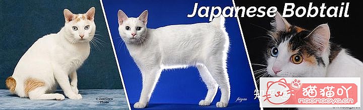 42cfaϵĴèΪԸԭͼ19