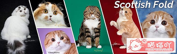 42cfaϵĴèΪԸԭͼ31