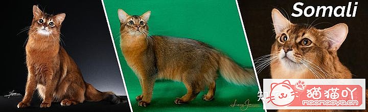 42cfaϵĴèΪԸԭͼ35