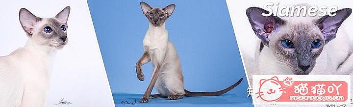 42cfaϵĴèΪԸԭͼ33