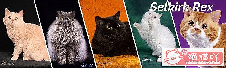 42cfaϵĴèΪԸԭͼ32