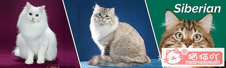 42cfaϵĴèΪԸԭͼ34