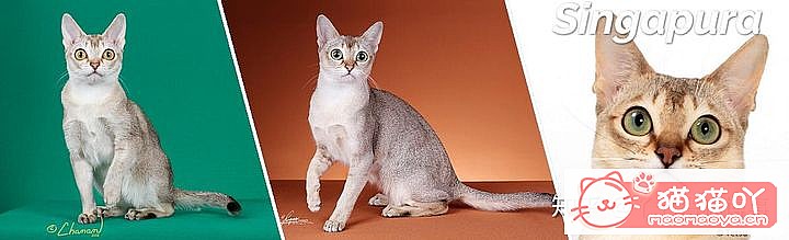 42cfaϵĴèΪԸԭͼ36