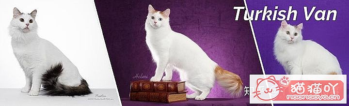 42cfaϵĴèΪԸԭͼ40