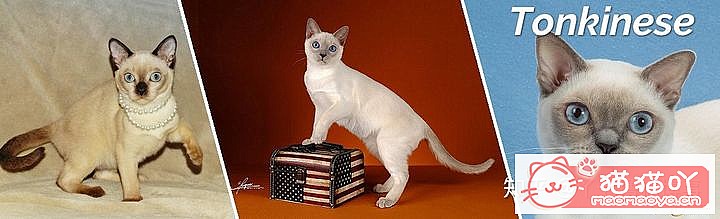 42cfaϵĴèΪԸԭͼ38