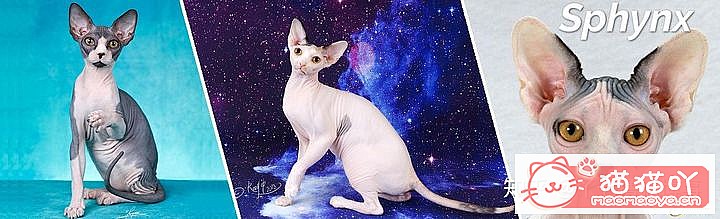 42cfaϵĴèΪԸԭͼ37