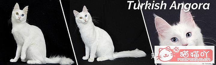 42cfaϵĴèΪԸԭͼ39