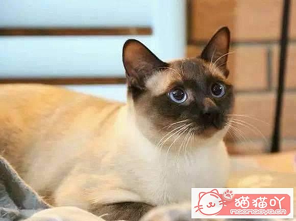 《公认好养的6种猫咪》原文配图5