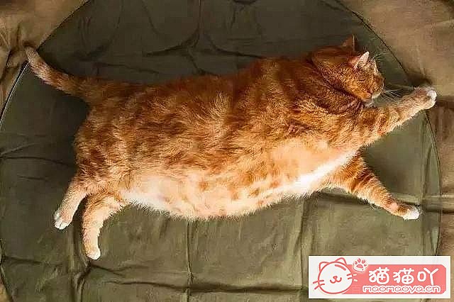 《公认好养的6种猫咪》原文配图3