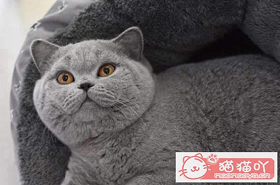 《公认好养的6种猫咪》原文配图4