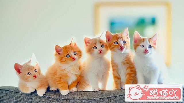 《公认好养的6种猫咪》原文配图1