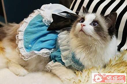 《公认好养的6种猫咪》原文配图2