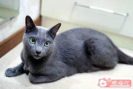 《公认好养的6种猫咪》原文配图6