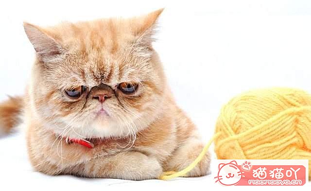 《公认好养的6种猫咪》原文配图7