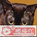 《最不粘人猫猫排名》原文配图39