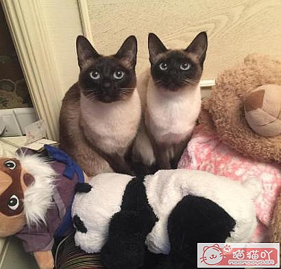 《公认“最温顺粘人”的3种猫!》原文配图4