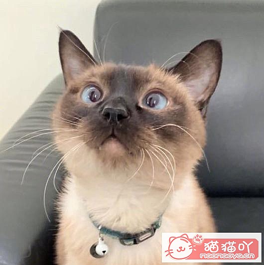 《公认“最温顺粘人”的3种猫!》原文配图5