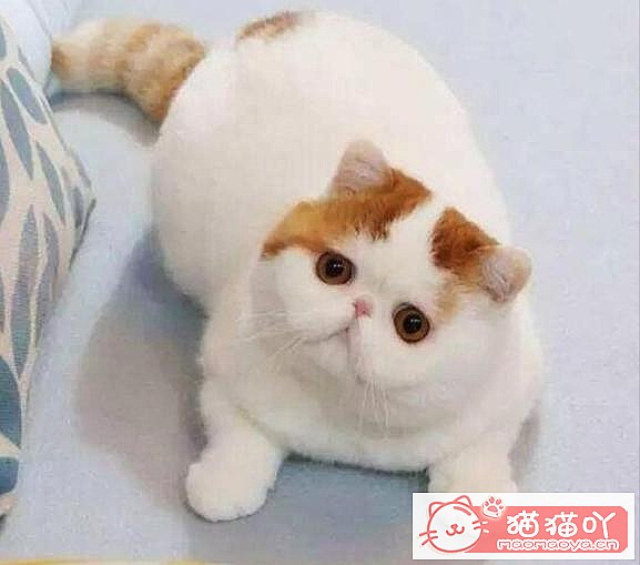 《公认“最温顺粘人”的3种猫!》原文配图8