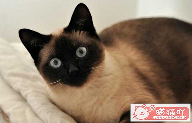 《公认“最温顺粘人”的3种猫!》原文配图6