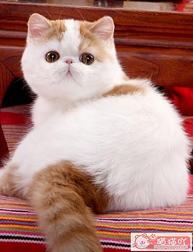 《公认“最温顺粘人”的3种猫!》原文配图7