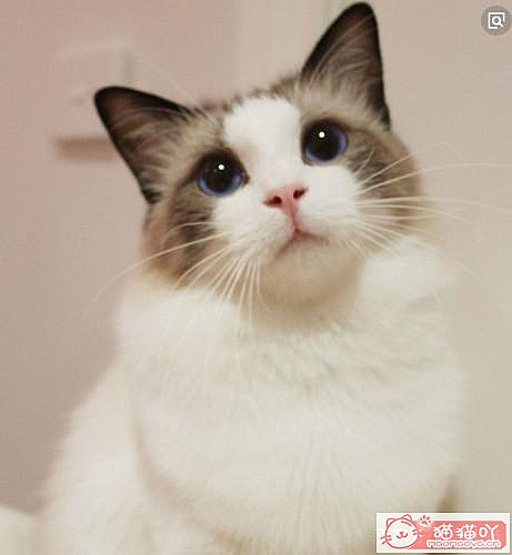 《宠物界中四大长毛猫》原文配图1