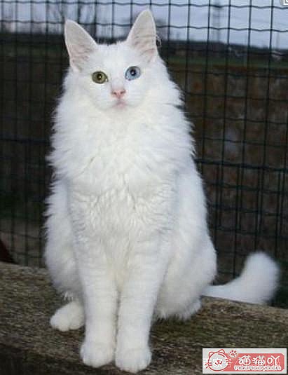 《宠物界中四大长毛猫》原文配图2