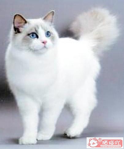 《宠物界中四大长毛猫》原文配图3