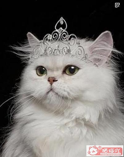 《宠物界中四大长毛猫》原文配图4