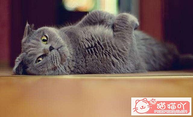 《容易掉毛的5种猫》原文配图2