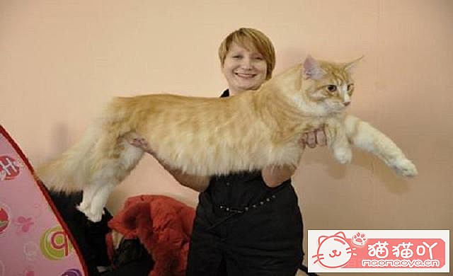 《容易掉毛的5种猫》原文配图5