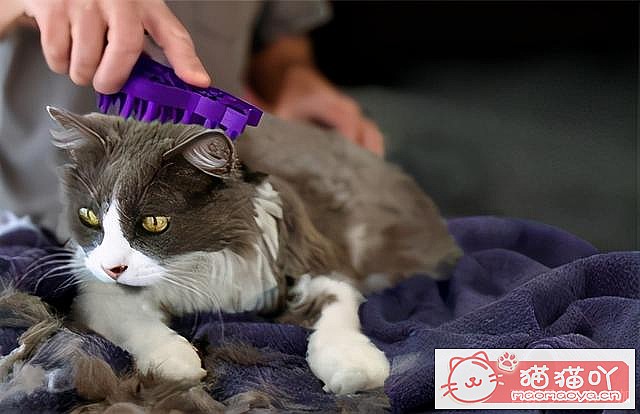 《掉毛很“厉害”的7种猫》原文配图1