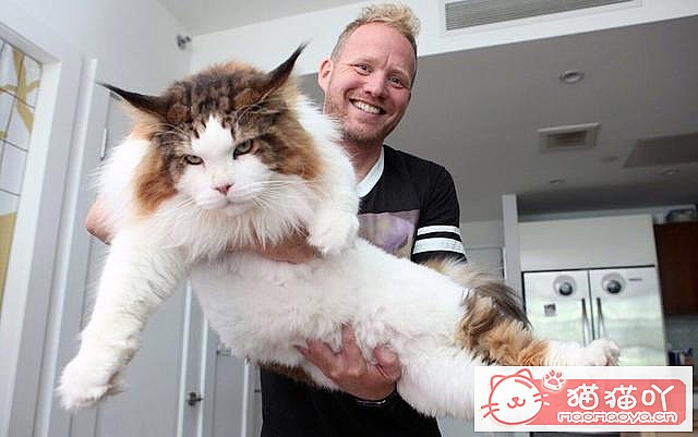 《掉毛很“厉害”的7种猫》原文配图4