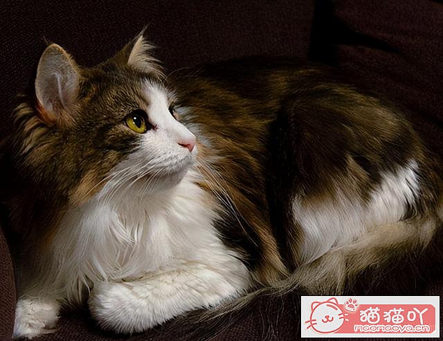 《掉毛很“厉害”的7种猫》原文配图5